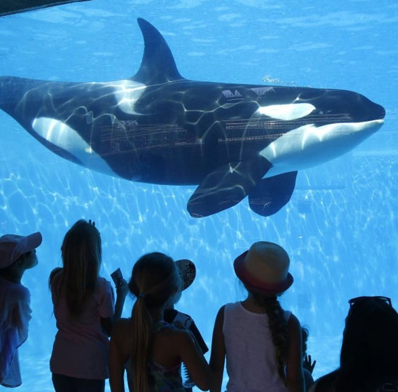 also called orcas, are the largest members of the dolphin